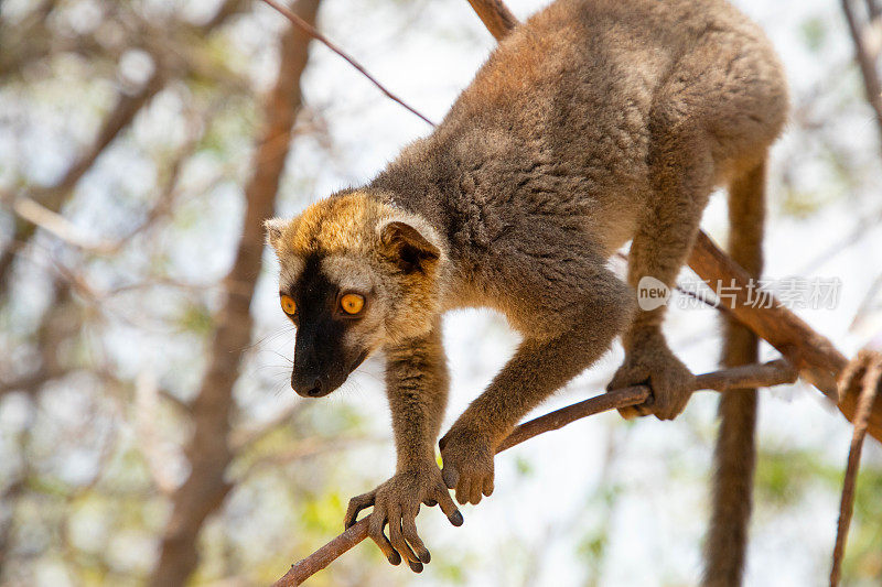 可爱的棕色狐猴(Eulemur fulvus)有橙色的眼睛。